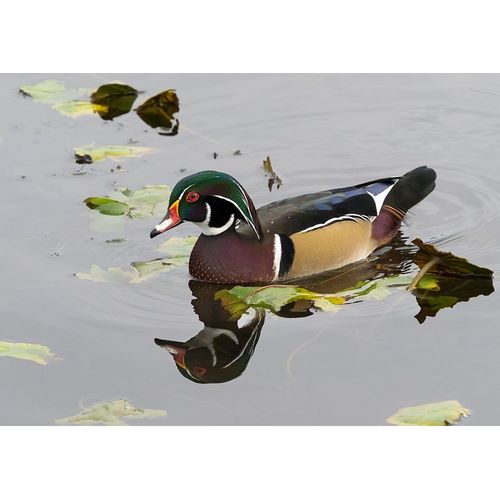 WA-Juanita Bay Wetland-Wood Duck-male (Aix sponsa)